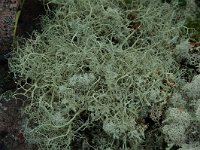 Lichenes Lichen Definition